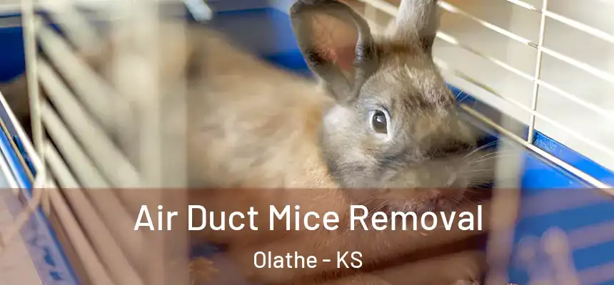  Air Duct Mice Removal Olathe - KS